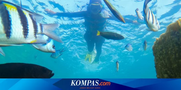 Itinerary Paket Snorkeling Sehari di Karimunjawa, Puas Jelajah Indahnya Bawah Laut