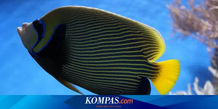 Ikan asal Bali Ini Jadi Inspirasi di Tokoh Film The Little Mermaid