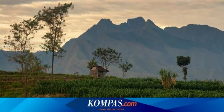 Pendakian Bukit Semar di Mojokerto Dibuka, Harga Tiket Rp 5.000