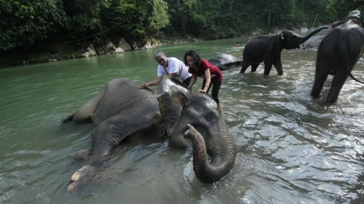 Itinerary Tangkahan Sumatera Utara 2 Hari 1 Malam, Bisa Jelajah Alam hingga Memandikan Gajah