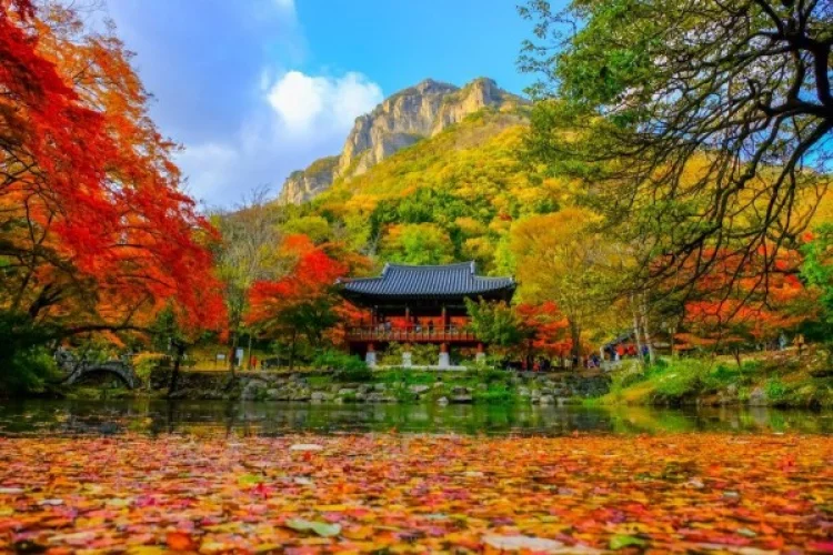 7 Tips Liburan saat Musim Gugur di Korea Selatan, Pelesiran Nyaman
