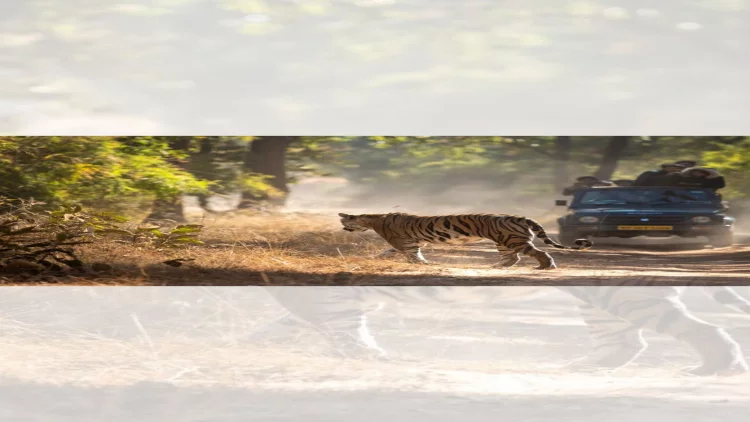 Experience The Thrill & Wilderness At MP’s Kanha National Park With This 2-Day Itinerary